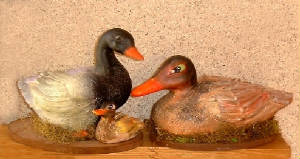duckfamily.jpg